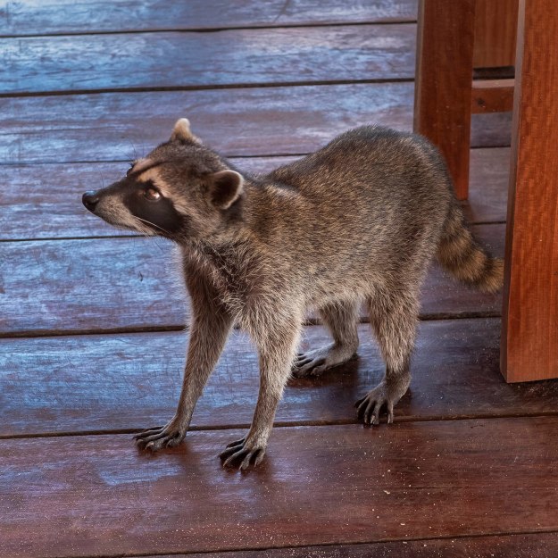 Mexico - ecotourism - Akal Ki centro holistico
