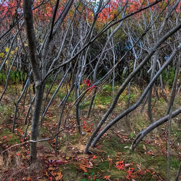 Christie.Lake.2019_sumac_01