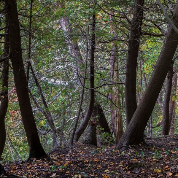 Christie.Lake.2019_woods_01