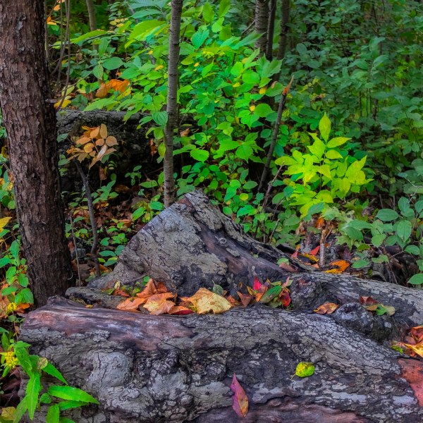 Christie.Lake.2019_woods_02