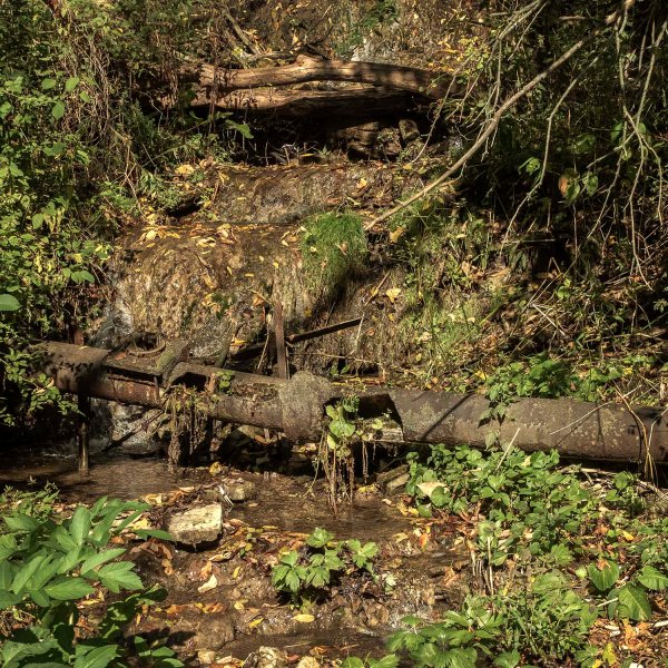 Christie.Lake.2019_woods_03