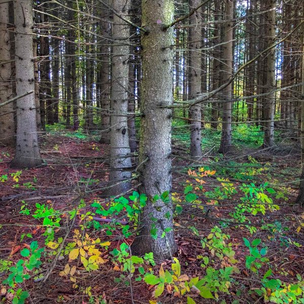 Christie.Lake.2019_woods_04